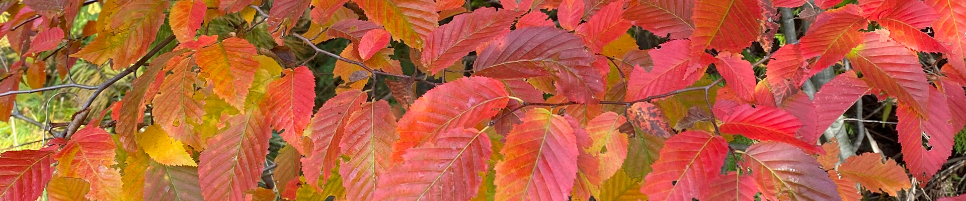 image: tree branch